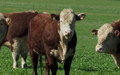 Electronic System Developed to Improve Profitability of Herdsmen