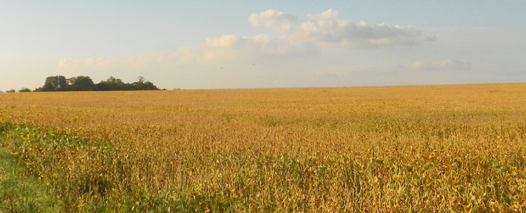 Software ajustado a cada empresa del agro