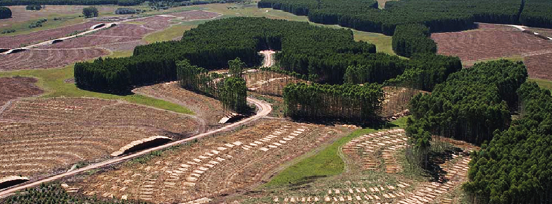 Primera edición del Premio Rosario Pou a la Innovación en Aspectos de la Cadena Forestal de Uruguay