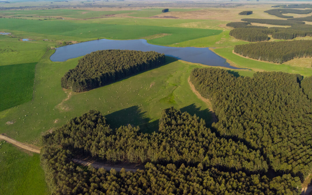 Isbel aseguró el funcionamiento de comunicaciones críticas para productores forestales en Uruguay